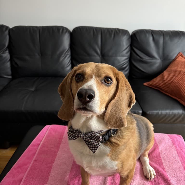 A real snapshot of your dog, the kind of photo you'd send us